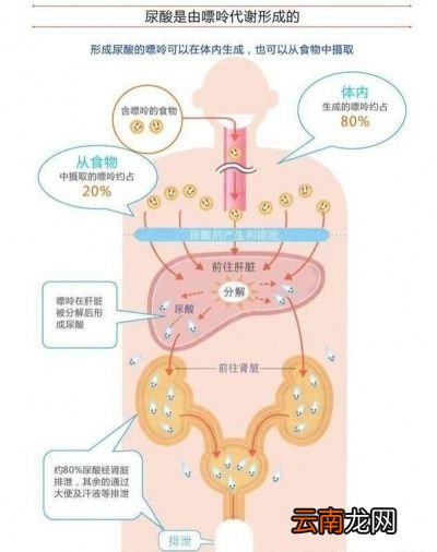痛风患者为什么“豆”色变
