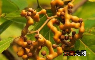 拐枣还有很多好处