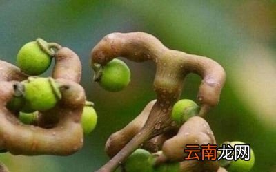 拐枣能吃吗有什么好处吗