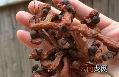 拐枣能吃吗有什么好处吗