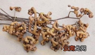 拐枣能吃吗有什么好处吗