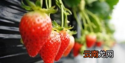 痛风病人核桃花生黄豆能吃吗