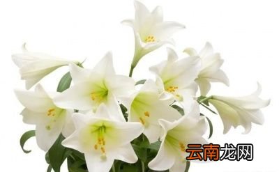 无论是山红还是药百合开出的花都非常美丽