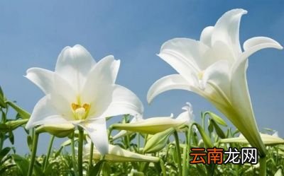 无论是山红还是药百合开出的花都非常美丽