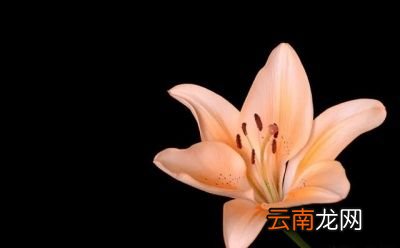 无论是山红还是药百合开出的花都非常美丽