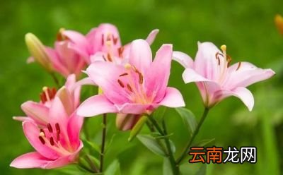 无论是山红还是药百合开出的花都非常美丽