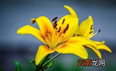 无论是山红还是药百合开出的花都非常美丽