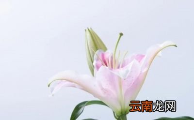 无论是山红还是药百合开出的花都非常美丽