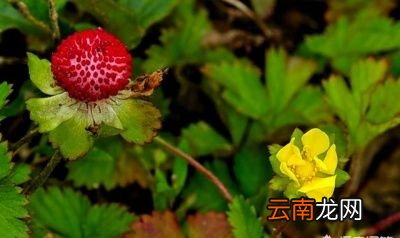 蛇莓有什么功效