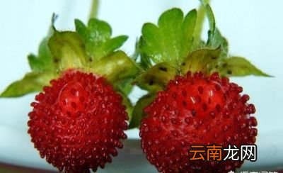 蛇莓有什么功效