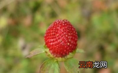 蛇莓有什么功效