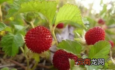 蛇莓有什么功效