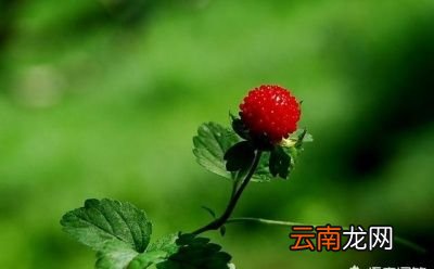 蛇莓有什么功效