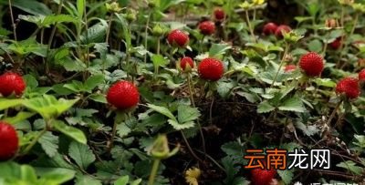 蛇莓有什么功效