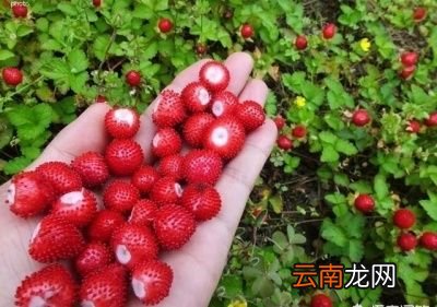 蛇莓有什么功效