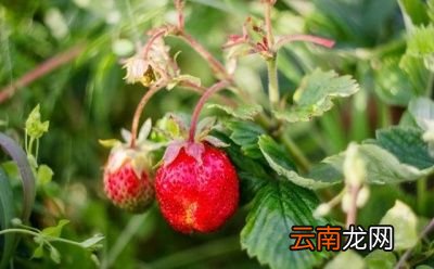 蛇莓有啥功效哪些人不能吃