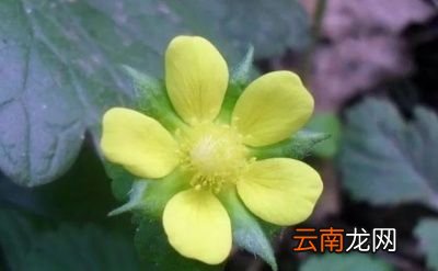 蛇莓有啥功效哪些人不能吃