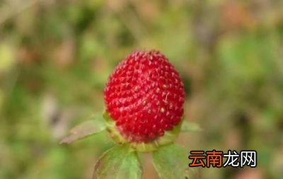 蛇莓有啥功效哪些人不能吃