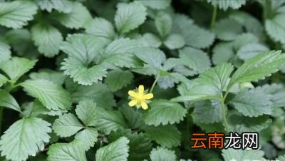 蛇莓和草莓有什么不同为什么蛇莓不能多吃