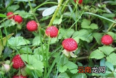 蛇莓和草莓有什么不同为什么蛇莓不能多吃