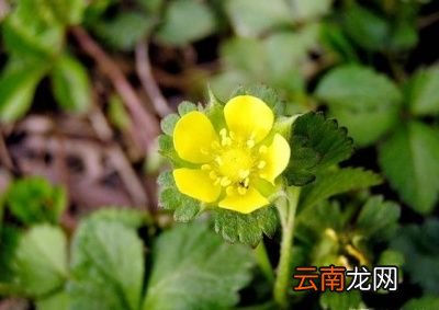 蛇莓和草莓有什么不同为什么蛇莓不能多吃