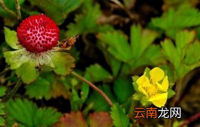 蛇莓和草莓有什么不同为什么蛇莓不能多吃