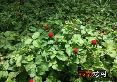 蛇莓和草莓有什么不同为什么蛇莓不能多吃