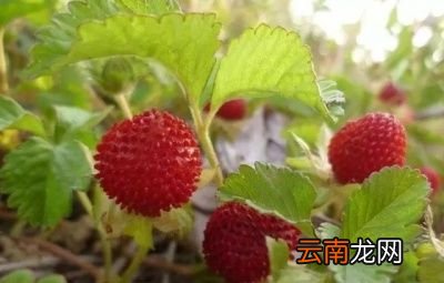 蛇莓和草莓有什么不同为什么蛇莓不能多吃