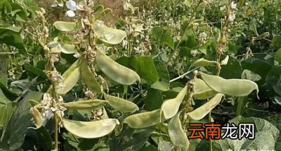 农村常见的扁豆有什么功效和作用