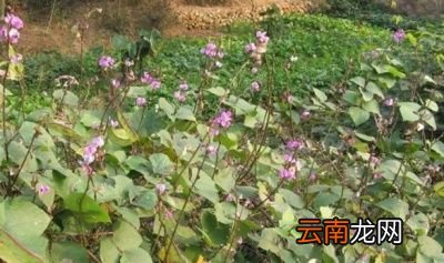 农村常见的扁豆有什么功效和作用