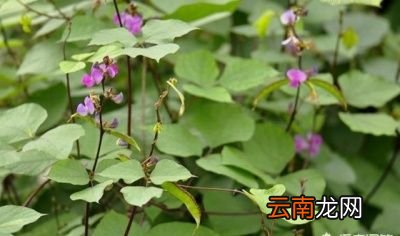 农村常见的扁豆有什么功效和作用