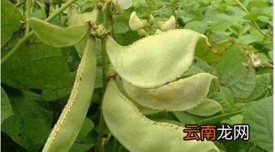 扁豆有什么功效和作用