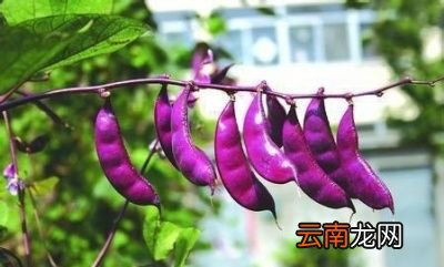 扁豆有什么功效和作用