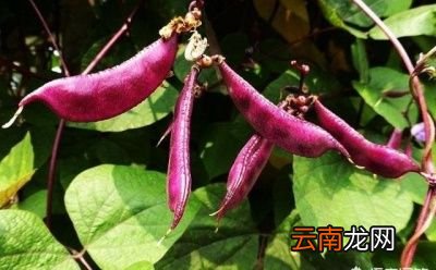 扁豆有什么功效和作用