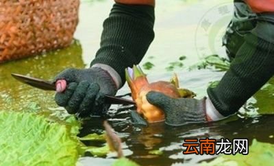 芡实适合什么体质的人群食用