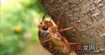 农村常见的蝉蜕有什么功效和作用