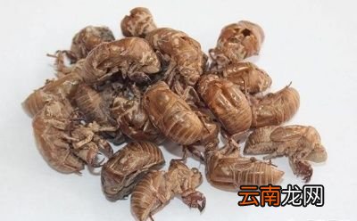 农村常见的蝉蜕有什么功效和作用