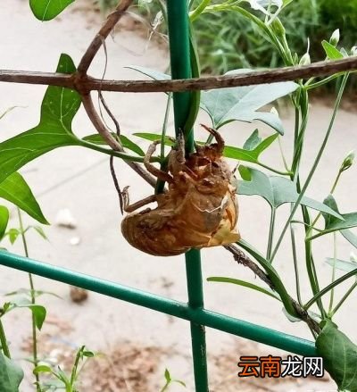 农村常见的蝉蜕有什么功效和作用
