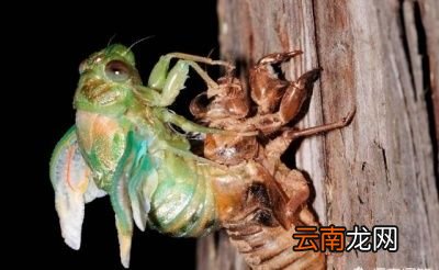 蝉蜕的功效和作用