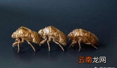 蝉蜕的功效和作用
