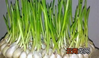 仅3元一斤的蒜苗经常吃身体会有什么好处呢