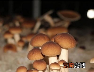 |茶树菇的培育方法