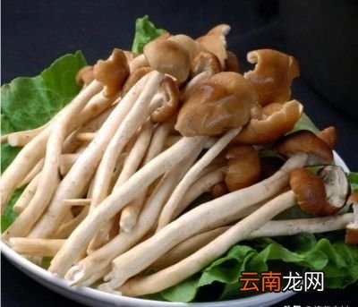 |茶树菇的培育方法