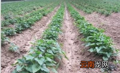 种植的红薯开裂多的主要原因之品种因素