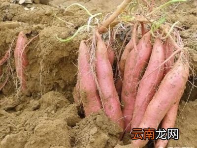种植的红薯开裂多的主要原因之品种因素