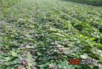 种植的红薯开裂多的主要原因之品种因素