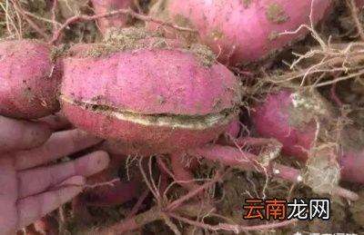 种植的红薯开裂多的主要原因之品种因素