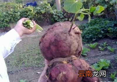 红薯裂果的原因分析