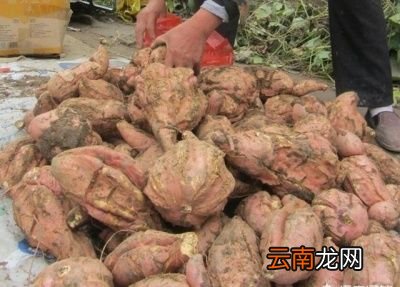 红薯裂果的原因分析