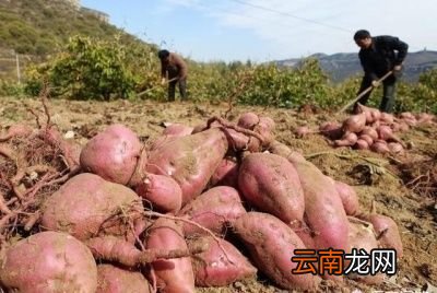 造成红薯开裂的主要原因